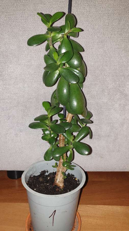 Grubosz,  crassula,  drzewko szczęścia nr 1 4
