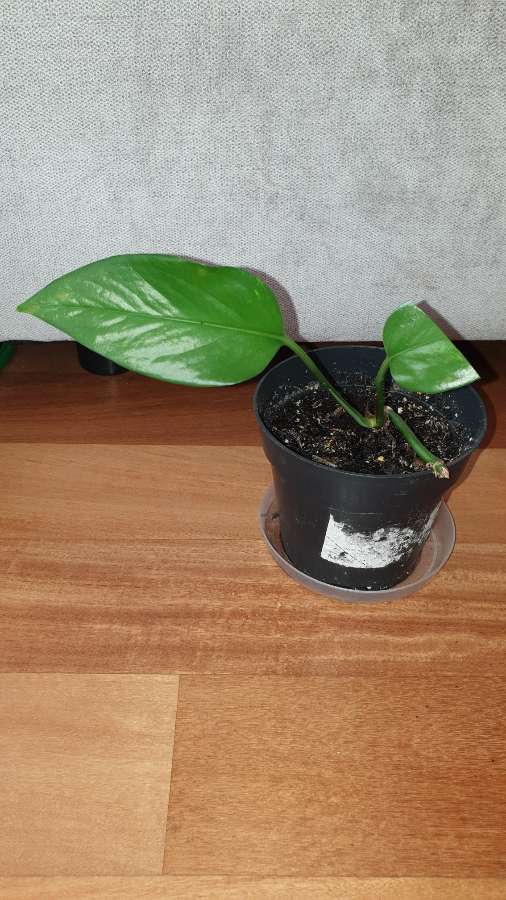 Epipremnum  2
