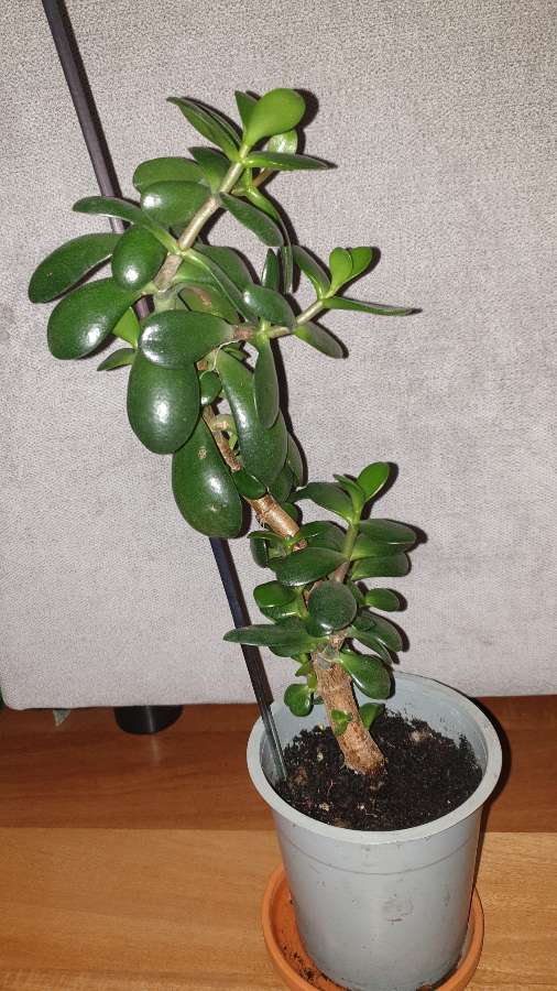 Grubosz,  crassula,  drzewko szczęścia nr 1 3