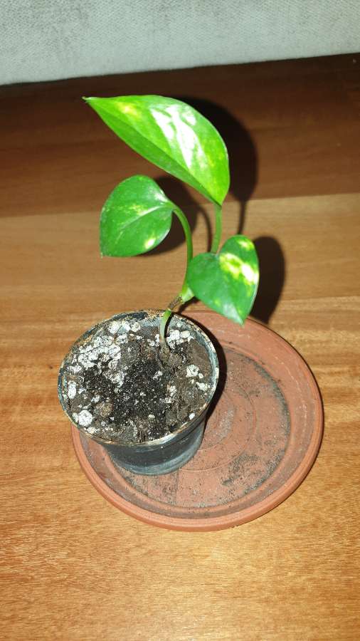 Epipremnum złociste mini 2