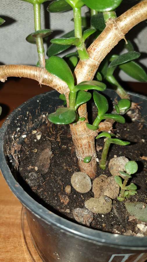 Grubosz,  crassula,  drzewko szczęścia nr 2 5