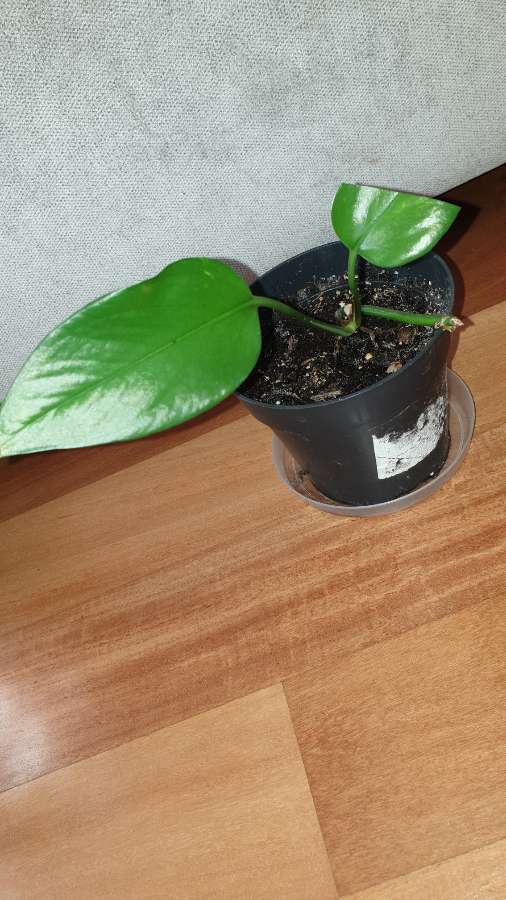 Epipremnum  3