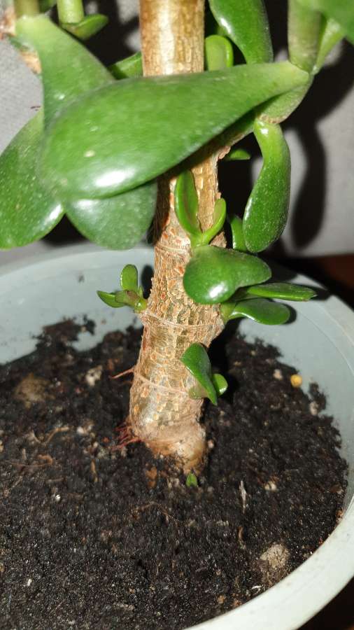 Grubosz,  crassula,  drzewko szczęścia nr 1 5