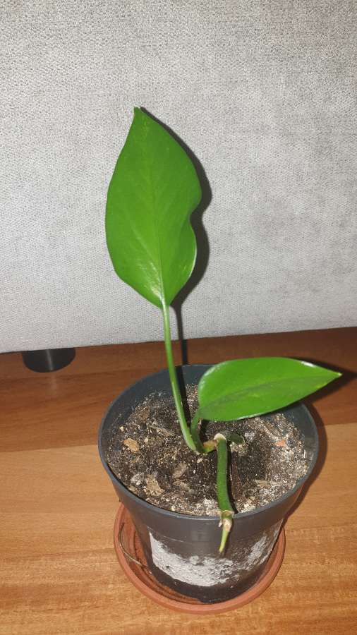 Epipremnum  3