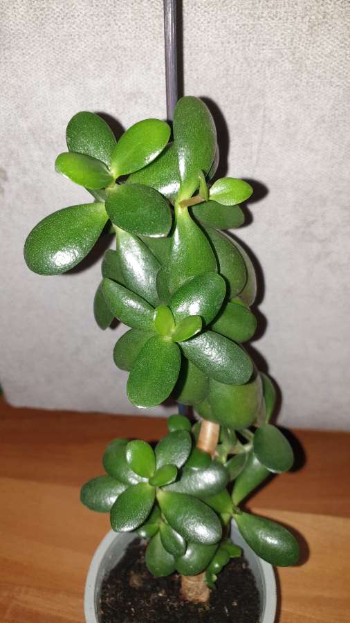 Grubosz,  crassula,  drzewko szczęścia nr 1 2