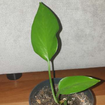 Epipremnum 