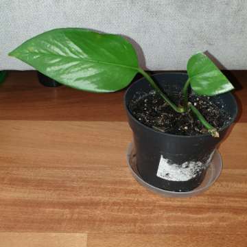 Epipremnum 