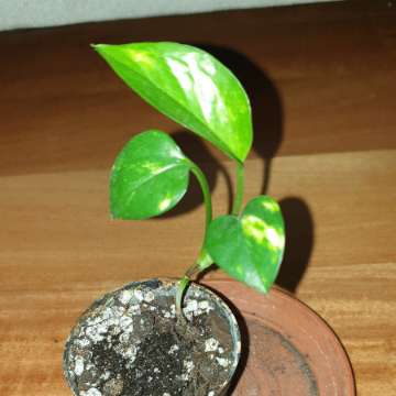 Epipremnum złociste mini