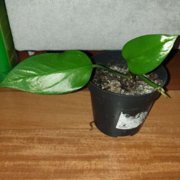 Epipremnum 