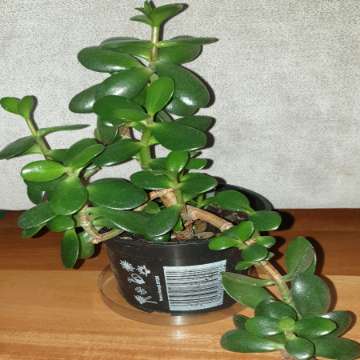 Grubosz,  crassula,  drzewko szczęścia nr 2