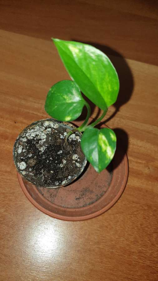 Epipremnum złociste mini 3