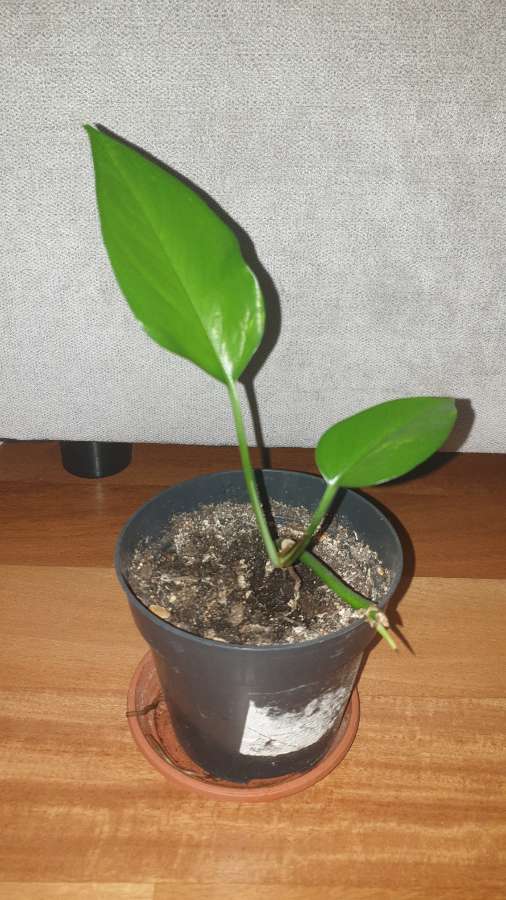 Epipremnum  2