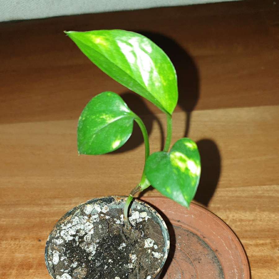 Epipremnum złociste mini