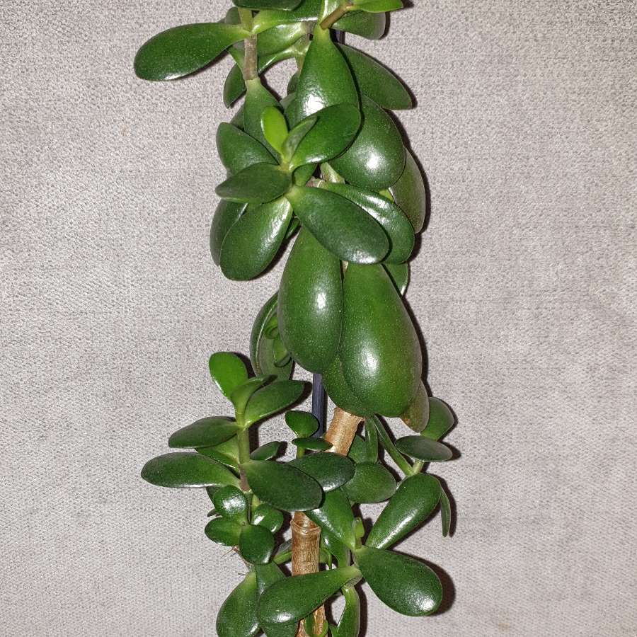 Grubosz,  crassula,  drzewko szczęścia nr 1