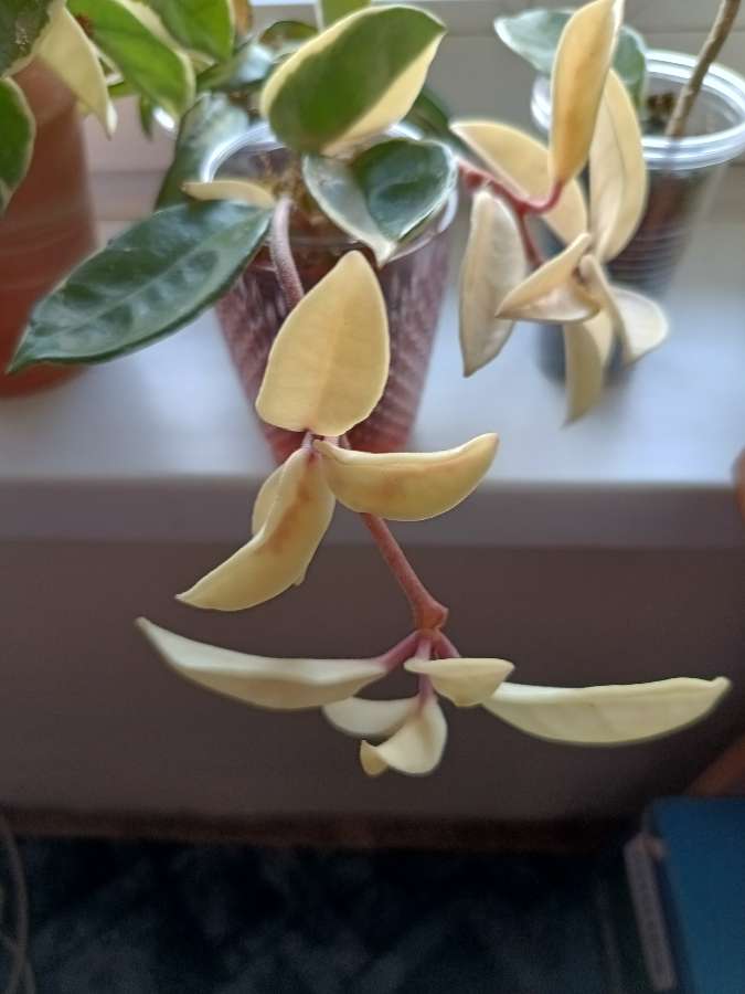 Hoja Crimson Queen 2