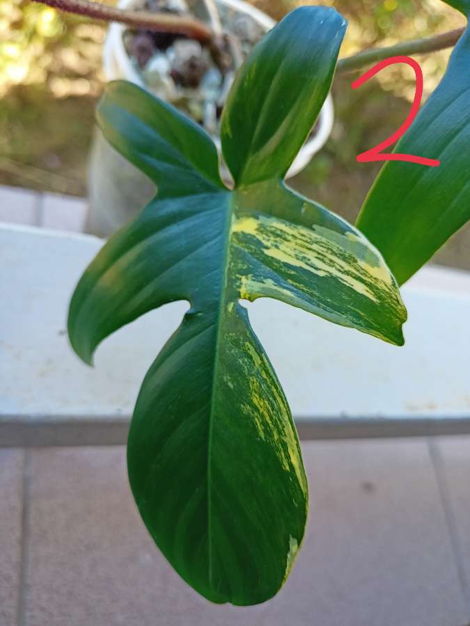 Philodendron Florida Beauty 3