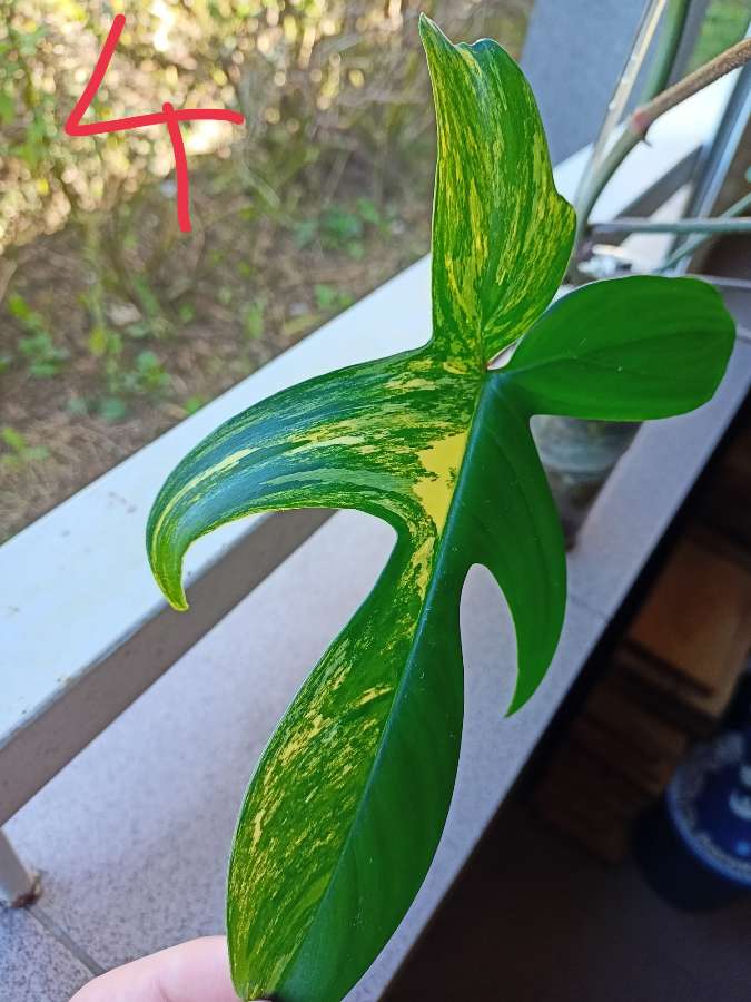 Philodendron Florida Beauty 5