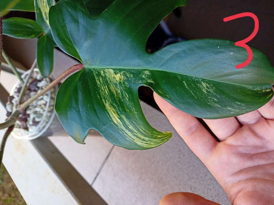 Philodendron Florida Beauty 4