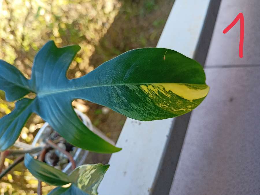 Philodendron Florida Beauty 2