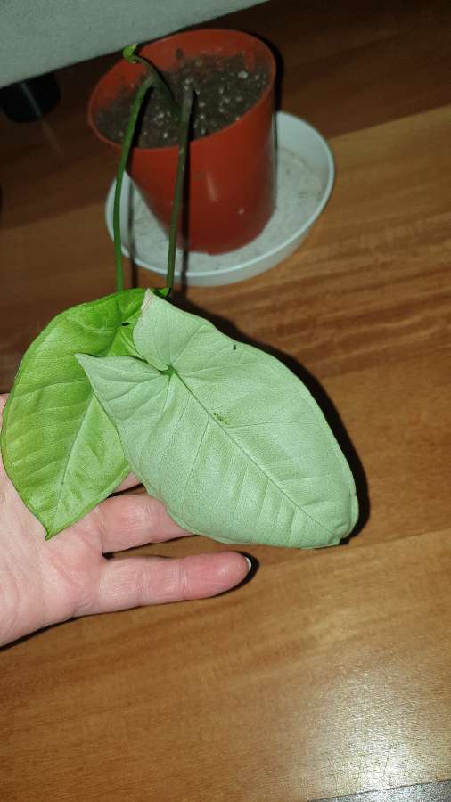 Zroślicha,  syngonium 3