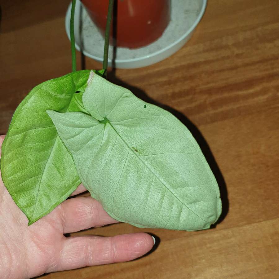 Zroślicha,  syngonium