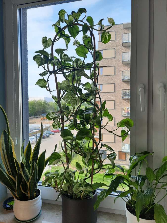 Szczepki Epi Marble Queen 2