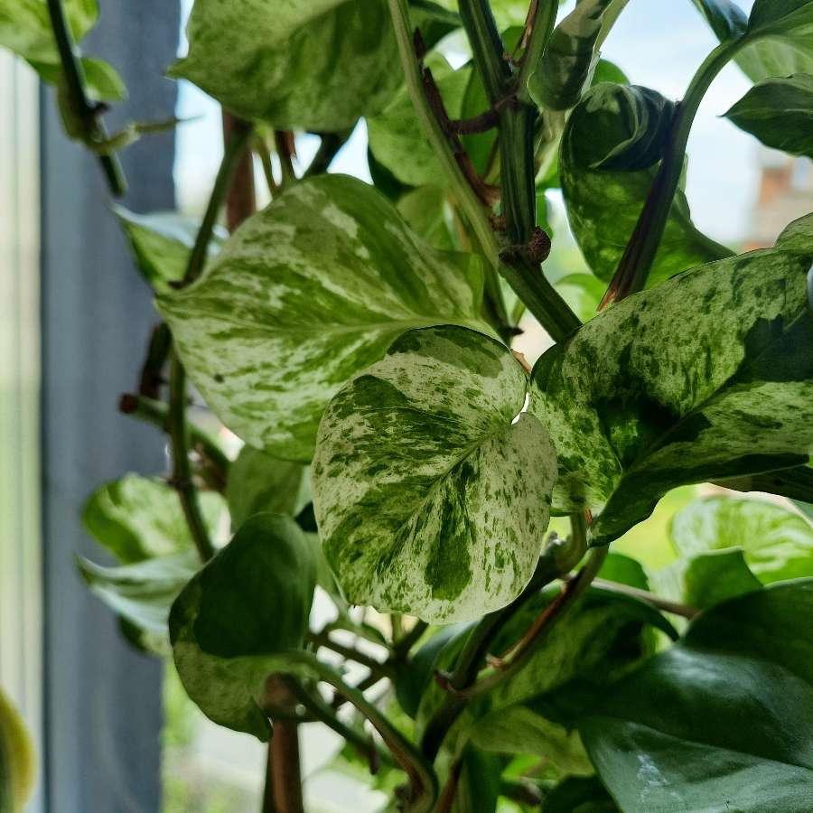 Szczepki Epi Marble Queen
