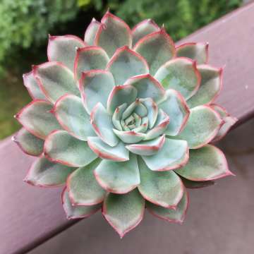 Echeveria hercules