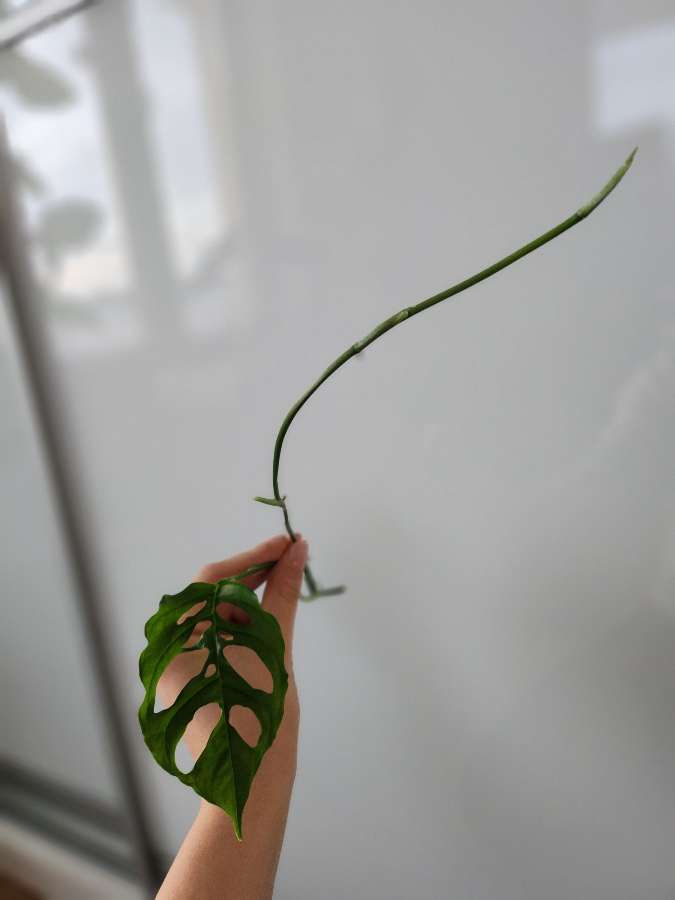 Monstera Obliqua Peru 3