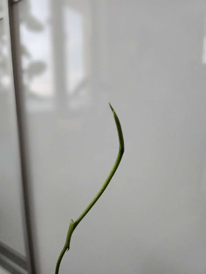 Monstera Obliqua Peru 4