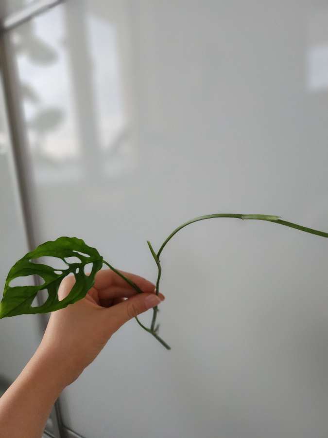 Monstera Obliqua Peru 2
