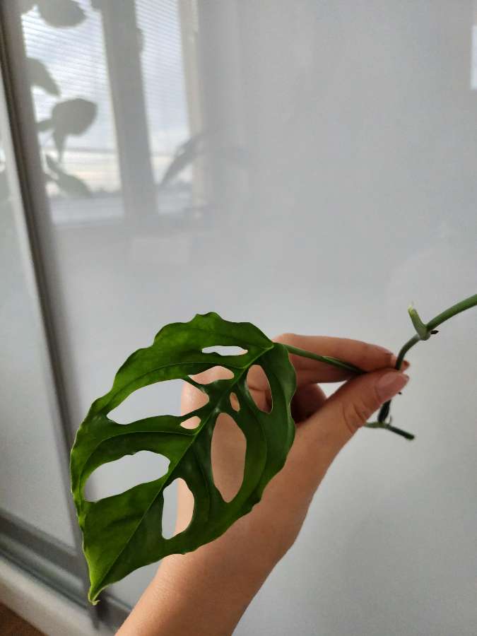 Monstera Obliqua Peru 5