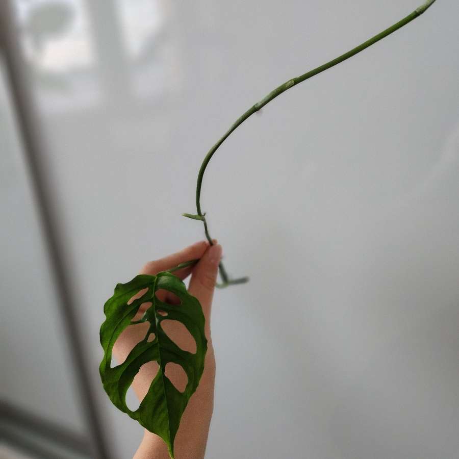 Monstera Obliqua Peru