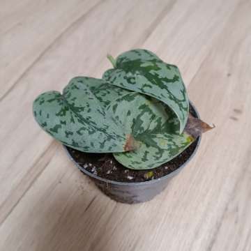 Filodendron silver lady