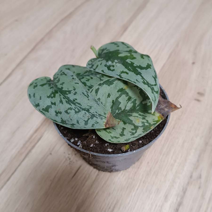 Filodendron silver lady
