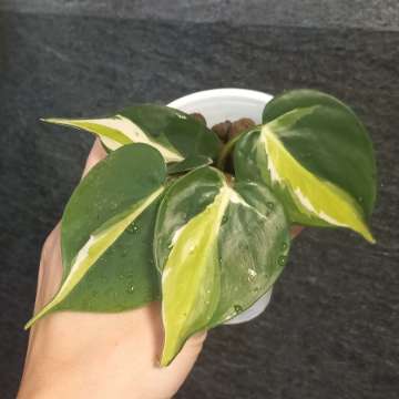 Philodendron cream splash