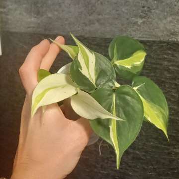 Philodendron cream splash
