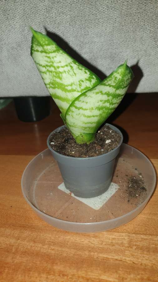 Sansewieria mała  3