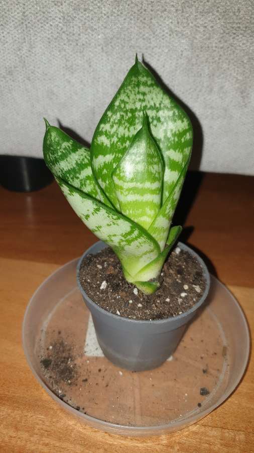 Sansewieria mała  2