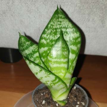 Sansewieria mała 