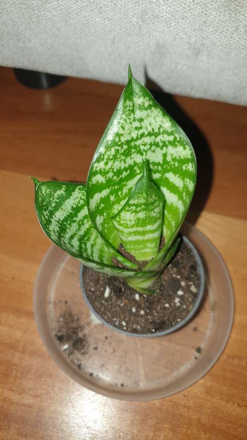 Sansewieria mała  4