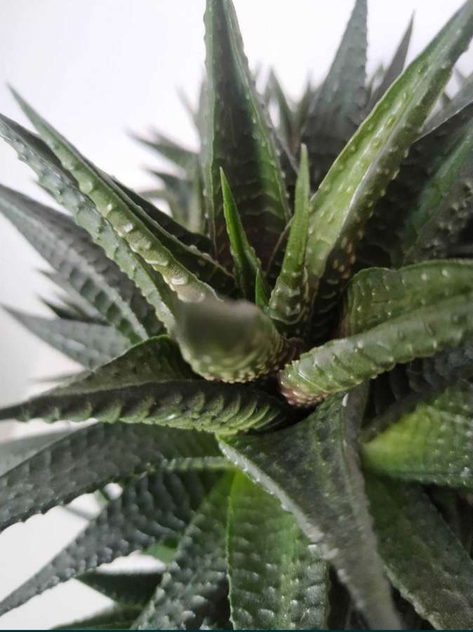 Hawortia attenuata 3