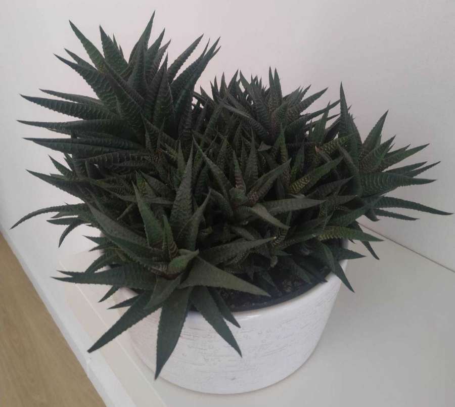 Hawortia attenuata 2
