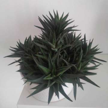 Hawortia attenuata