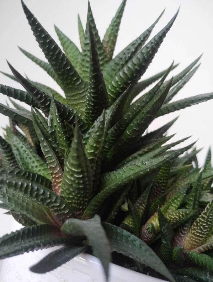 Hawortia attenuata 4