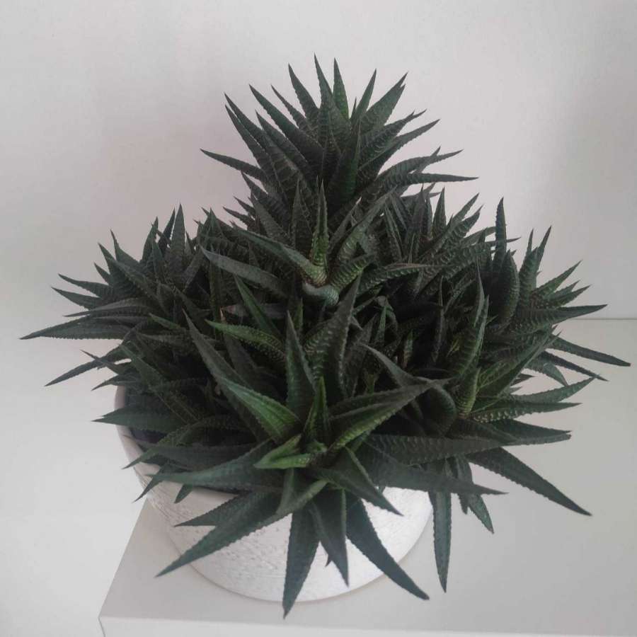 Hawortia attenuata