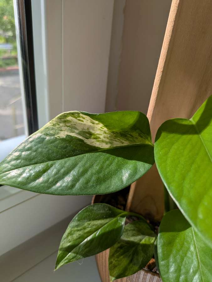 Epipremnum Marble Queen 2
