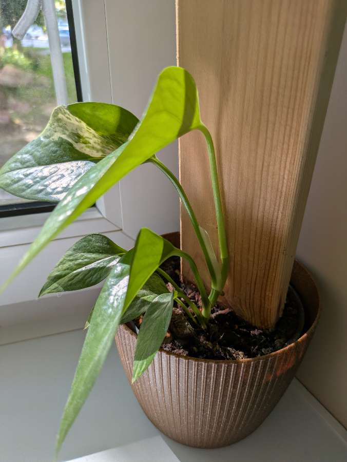 Epipremnum Marble Queen 3