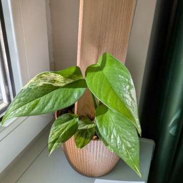 Epipremnum Marble Queen