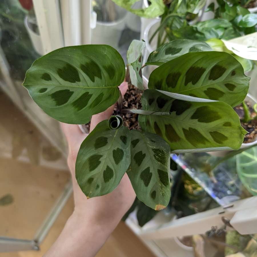 Maranta variegata